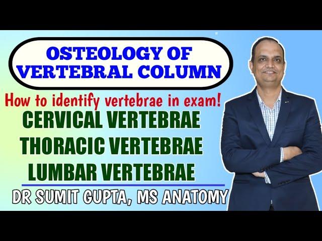 Osteology of Vertebrae || vertebral column || cervical thoracic and lumbar vertebrae ||