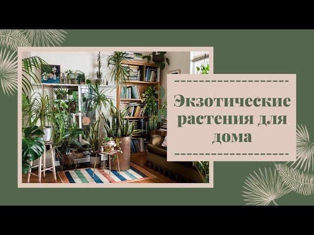 Экзотические растения для дома