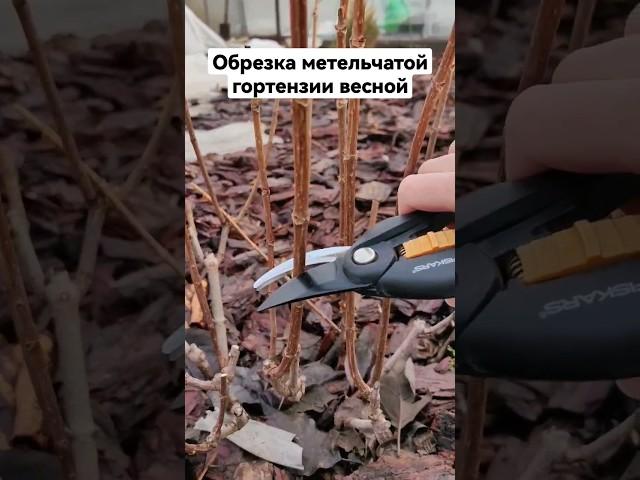 Как обрезать гортензии. Обрезка метельчатой гортензии весной.