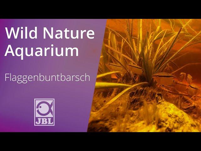 Flaggenbuntbarsch | WILD NATURE AQUARIUM | JBL