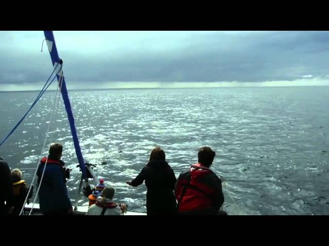 National Whale & Dolphin Watch 2015 compilation by Marine Discovery