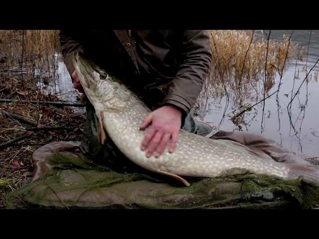 Pike fishing uk Winter stillwater - tips tricks tactics technique equipment - Silent Angling