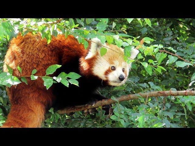 Panda červená, Red Panda, Westlicher Kleiner Panda, Kleine panda, Малая панда, Pandka ruda