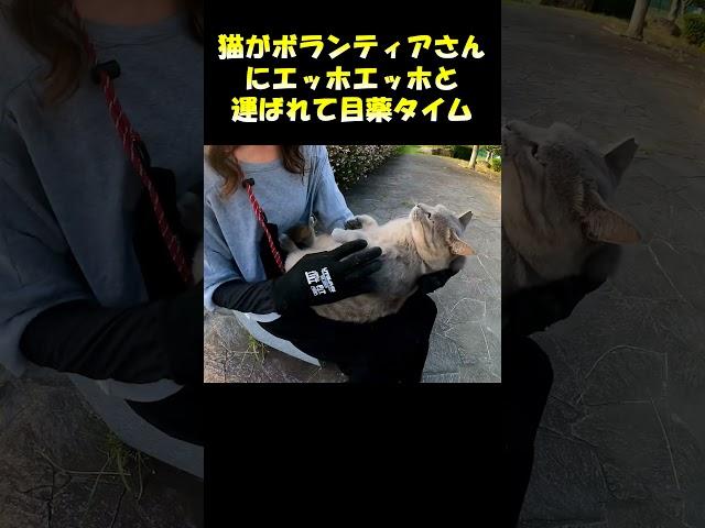 A cat is carried by a volunteer and it's time for eye drops #cat #cat
