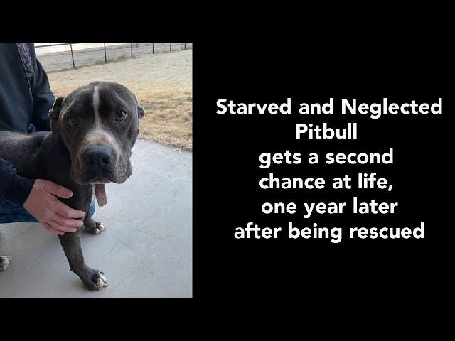 Starved and neglected Pitbull dog gets a second chance at life. One year later after being rescued.