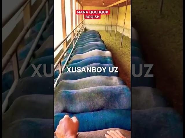 КУЧКОР БОКИШ.