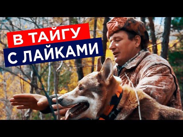 Особенности охоты с западно-сибирской лайкой