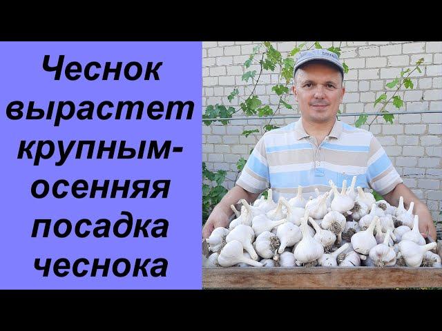 Чеснок, посаженый ЭТИМ способом, ОЧЕНЬ удивит вас урожаем!