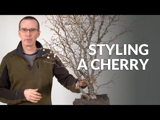 Styling a Cherry Bonsai (Prunus)