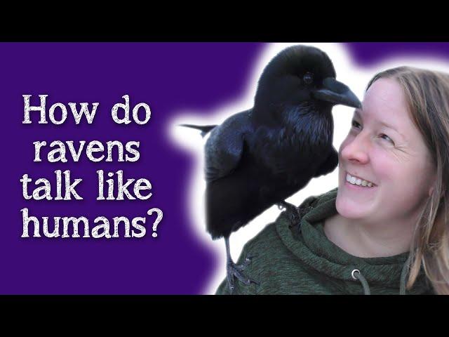 Fable the Raven | How do Ravens speak like humans?