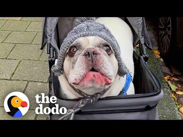 Talkative Frenchie Has The Most Unique “Voice” | The Dodo