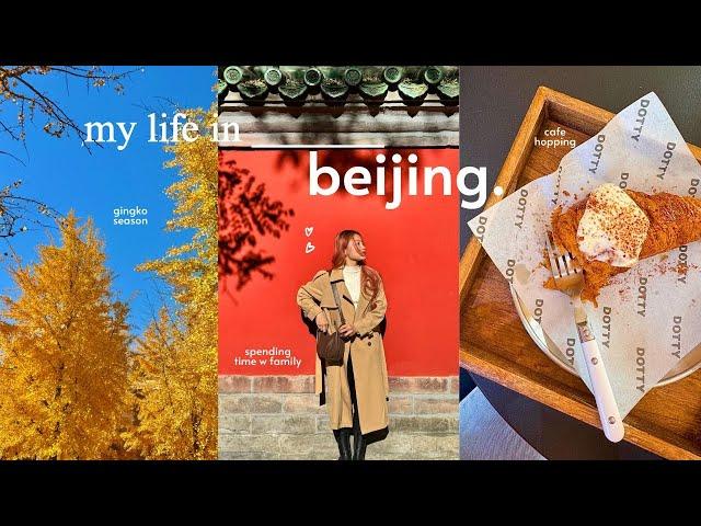 life in beijing  gingko season, solo cafe dates ️ spending time w family, nonstop eating 