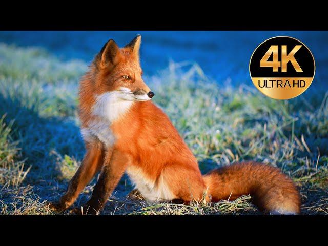 Голоса и звуки диких животных Европы 4K Ultra HD