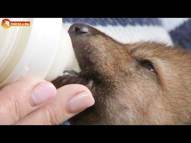 В Тайгане появилась стая волков. A pack of wolves in Taigan.