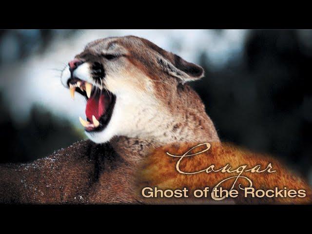 Explore the Wildlife Kingdom | Cougar: Ghost of The Rockies | Full Movie | Grant Goodeve