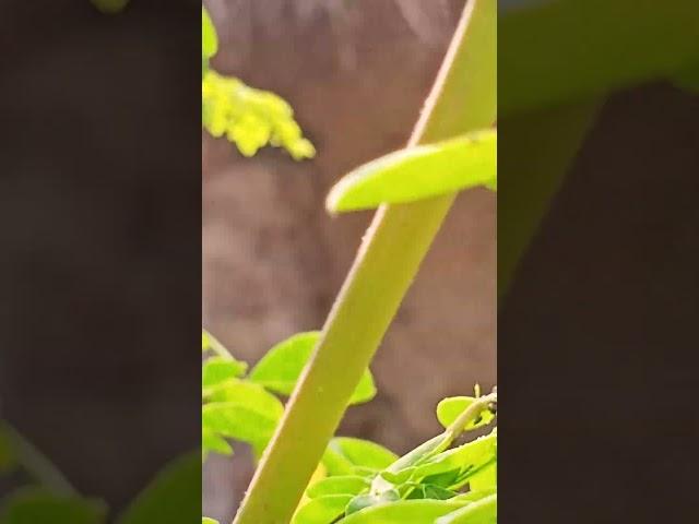 Aphid Attack On Moringa Plant#plant#insect #entomology