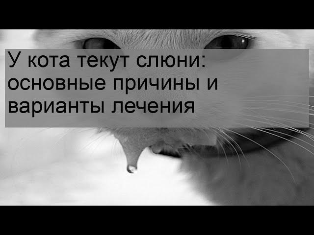 У кота текут слюни: основные причины и варианты лечения