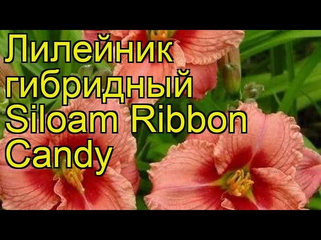 Лилейник гибридный Сайлом Риббон Кэнди. Краткий обзор hemerocallis hybrida Siloam Ribbon Candy