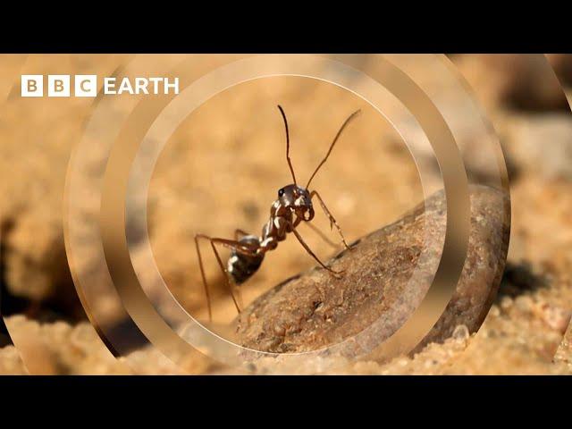 The Fastest Ant on Earth | Earth's Great Seasons | BBC Earth