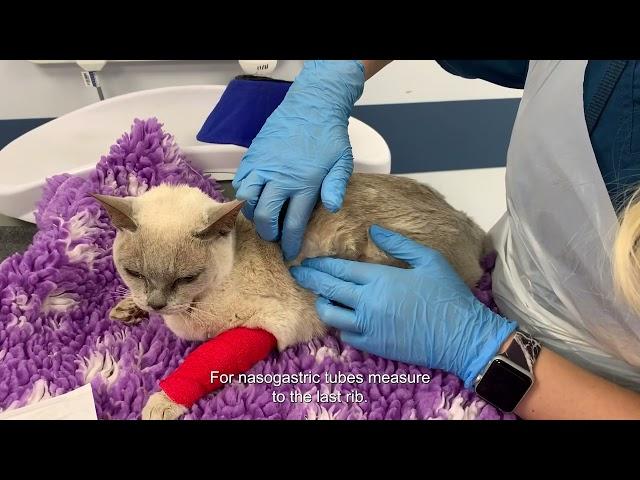 A guide to placement of a naso-oesophageal or nasogastric tube in a cat - subtitles