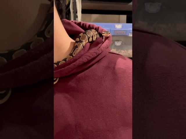 BABY BALL PYTHON HANGING OUT WITH HER NEW OWNER