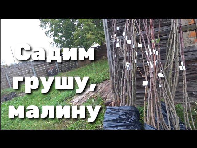 Привезли в сад грушу, малину.