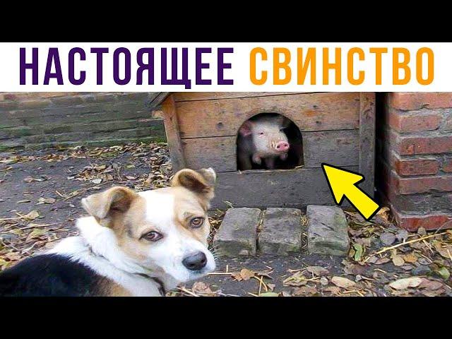 Настоящее СВИНСТВО) Приколы | Мемозг #497