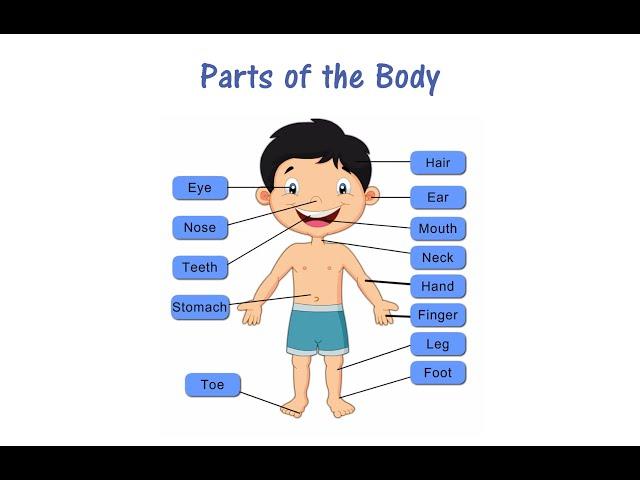 LKG || GK || Parts of the Body