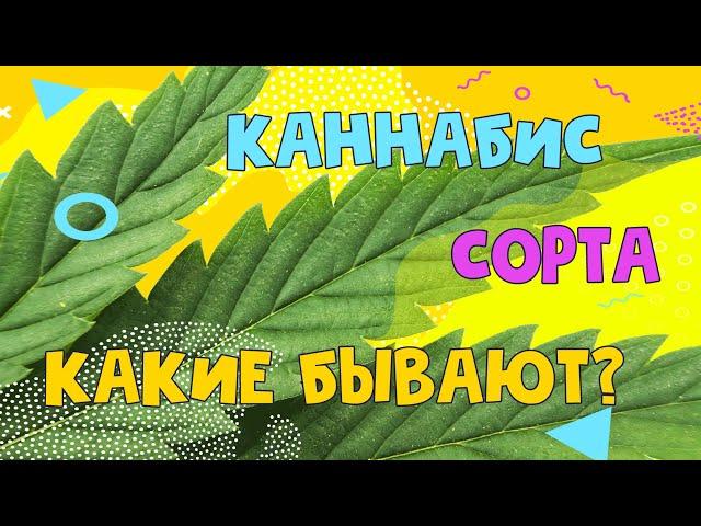 Какие бывают сорта каннабиса? [Weed Empire]