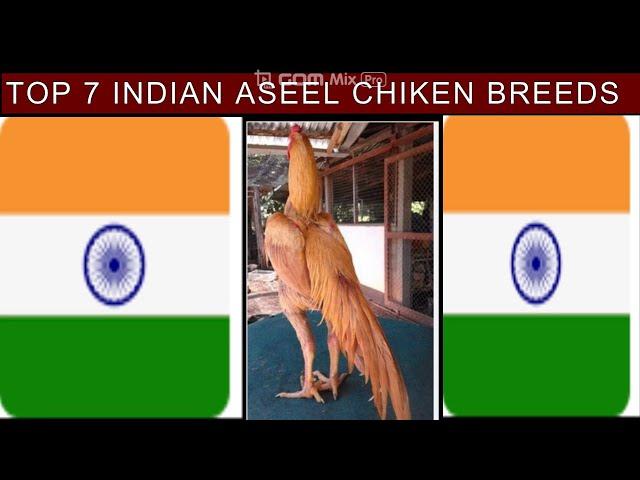 Top 7 Aseel Chicken Breeds In India #aseelmurga #aseel_chicks