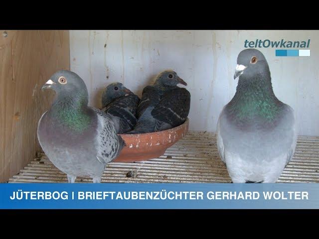 JÜTERBOG | BRIEFTAUBENZÜCHTER GERHARD WOLTER