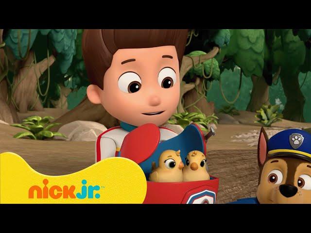 Щенячий патруль | "Щенячий патруль" спасает зверушек! | Nick Jr. Cyrillic