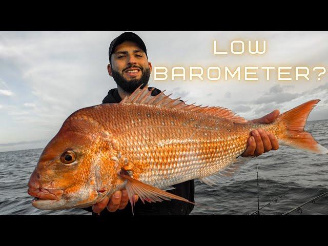 Can you Catch SNAPPER on a LOW BAROMETER? - PPB BRUTES!