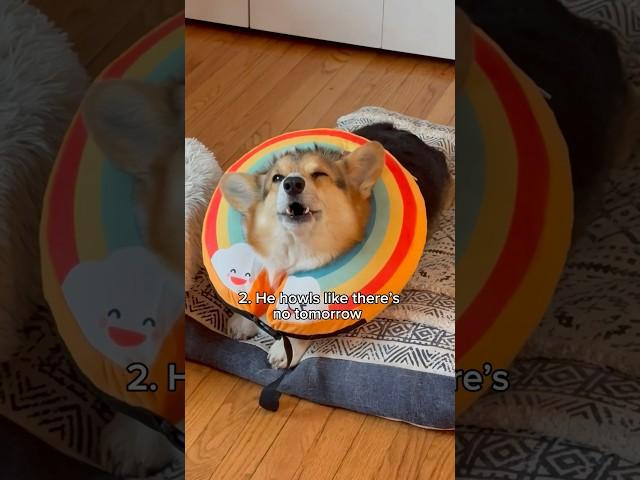 Proof That Brady is the Most Vocal Corgi Ever