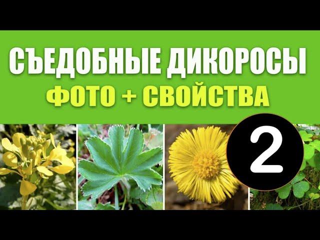 Съедобные Дикоросы 2. Фото, свойства, какие части пригодны в пищу. Дикорастущие Съедобные Растения