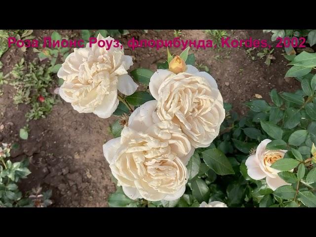 Роза Лионс Роуз (Lions Rose) флорибунда- первогодка Kordes, 2021