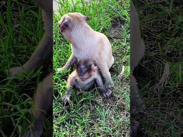 so cute all of them    #monkey #bae3 #icy #shorts #animals #wildlife #life #babymonkey #usa