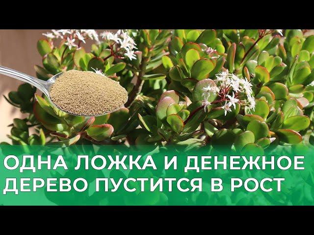 Любопытная подкормка денежного дерева для обильного роста. Делюсь своим секретом!