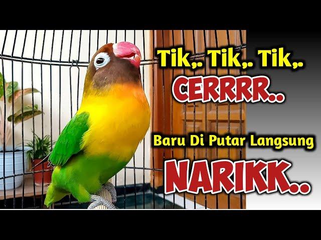 DI PANCING SUARA BURUNG LOVEBIRD NGEKEK PANJANG INI, JANGAN HERAN LOVEBIRD APAPUN PASTI NYAUT