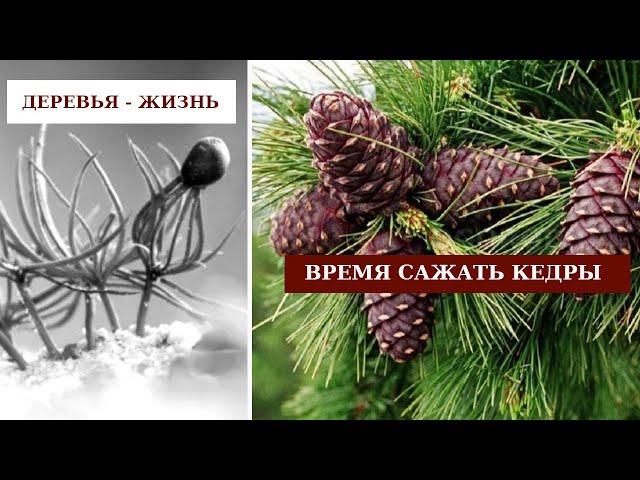 ДЕРЕВЬЯ - ЖИЗНЬ! ВРЕМЯ САЖАТЬ КЕДРЫ!