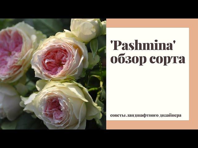 Обзор сорта розы 'Pashmina' ('Pompon Flower Circus') - честный отзыв ландшафтного дизайнера.