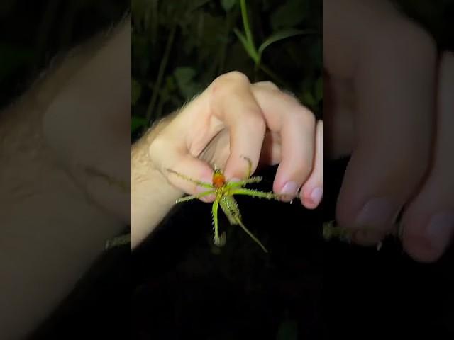 Types of Katydids Part 3 (Виды кузнечиков Часть 3) #katydid