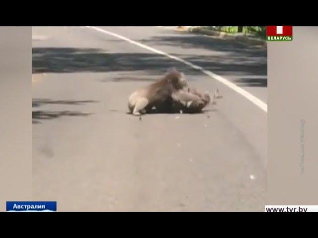 Коалы подрались прямо на проезжей части