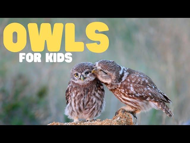 Owls for Kids | Learn fun facts about these cool birds!