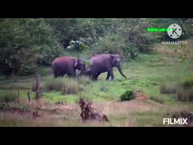 Tiger roar making Elephants with a calf nervous. #Nagarahol Tiger Reserve. #Tiger vs Elephant.