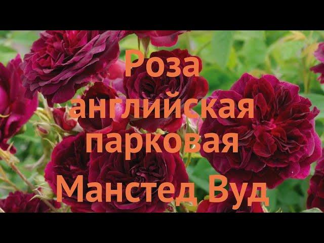 Роза парковая Манстед Вуд (munstead wood)  Манстед Вуд обзор: как сажать, саженцы розы Манстед Вуд