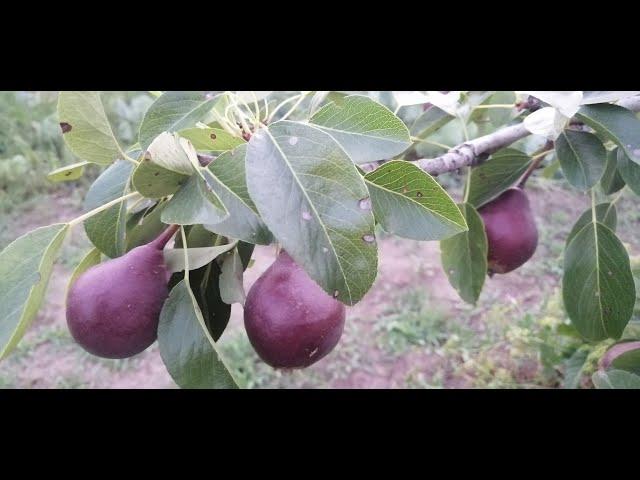 Обзор моих семейных деревьев и их преимущества.