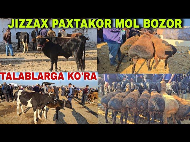 JIZZAX PAXTAKOR CHORVO BOZORI 2024 MOL QO'Y ECHKI ENA BOLA SIGIRLAR NOVOSLAR NARXLARI KAMOLIDDIN.UZ