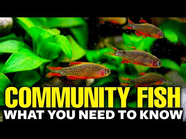 Best Freshwater Community Fish explained in 11 minutes