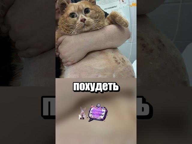 Худеющий кот по кличке Крошик